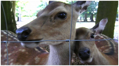reh und reh im wildpark hanau klein-auheim
